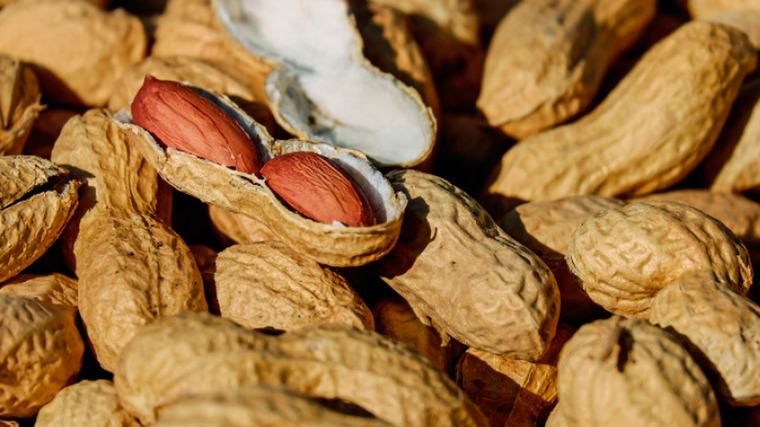 Alerta alimentaria en el maní tostado: los peligros invisibles de la aflatoxina y sus efectos en la salud
