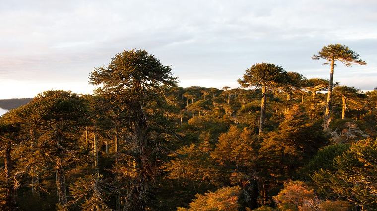 "Les falta bosque": qué esperamos del bosque nativo quienes cohabitamos sus ecosistemas