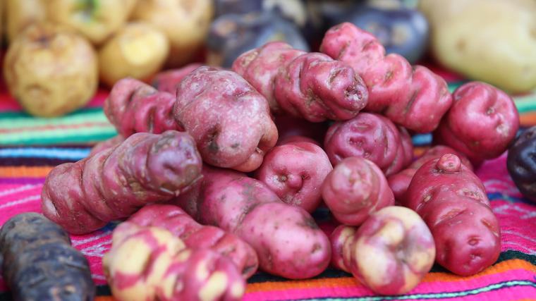 Cultivos más sostenibles en La Araucanía: Impulsan la producción de papa con huella ambiental baja a 2032
