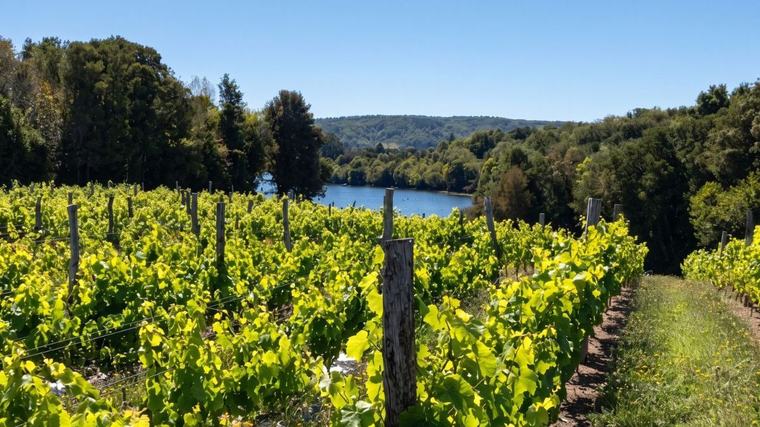 Viñas chilenas se mueven al sur por el cambio climático y se renuevan con vinos de menor graduación alcohólica