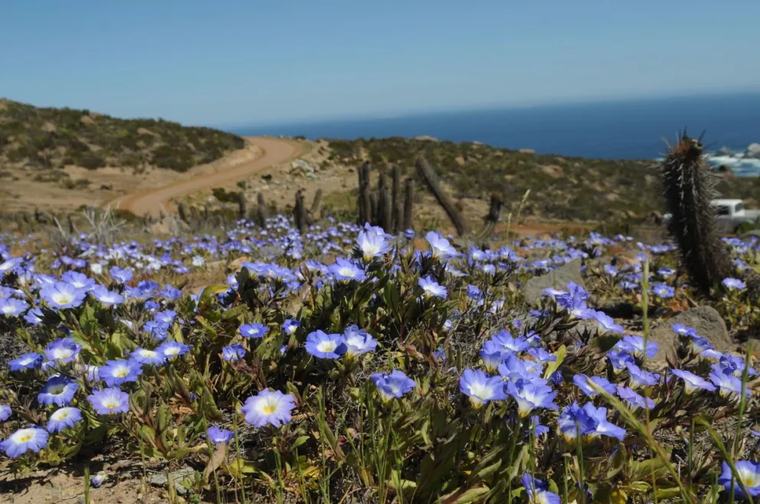 ¿Dónde ver el Desierto Florido en la región? Los imperdibles desde La Higuera hasta Fray Jorge