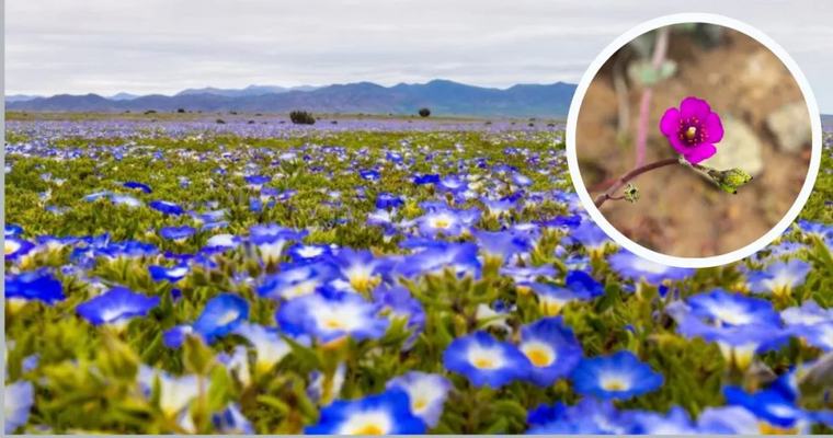 Desierto Florido 2026: podría repetir intensidad récord de 1997