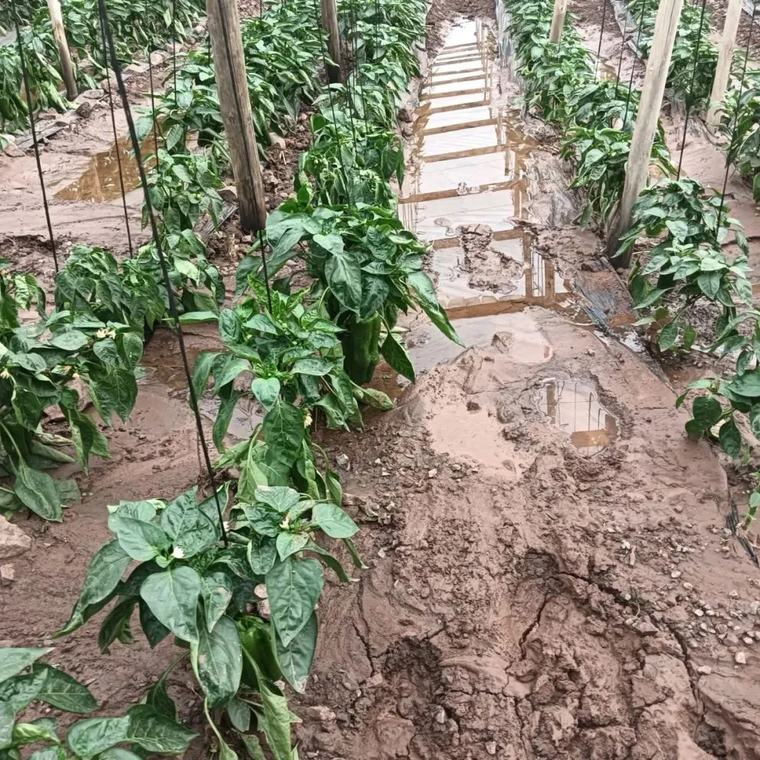 Agricultores del Limarí buscan reactivar sus cultivos de cara a temporada primavera-verano